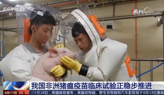 非洲猪瘟疫苗在中国的临床试验正在稳步进行，并已在三个养殖基地进行
