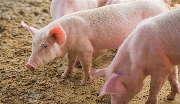 猪链球菌病防治综述