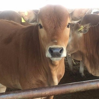 自2020年1月以来，开鲁县育肥牛价格稳步上涨
