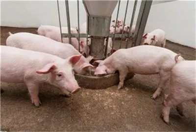 重庆:安排专项资金恢复养猪业！
