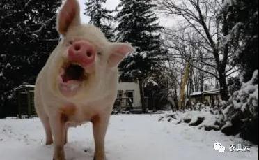 寒流来袭，一定要关注养猪场的这三个方面！