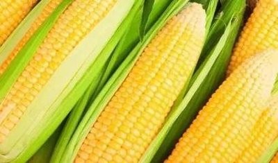 美国大选后玉米会降价吗？
