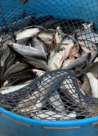 2天2.5元/公斤！汤头的价格从25元/公斤开始，这条鱼的价格见底或者继续上涨
