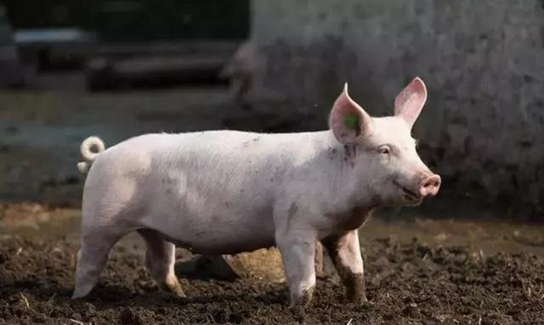冬天养猪需要注意什么？如何提高养猪效益？
