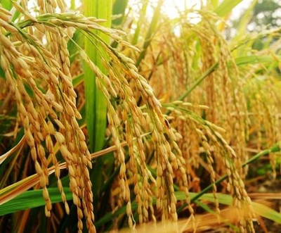 未来3年:玉米，大豆，大米！“粮补粮价”！潮流“新变”！
