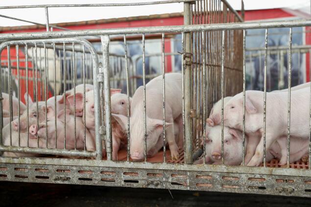 中国分为五个地区防控动物疫病，生猪养殖流通模式将进行调整