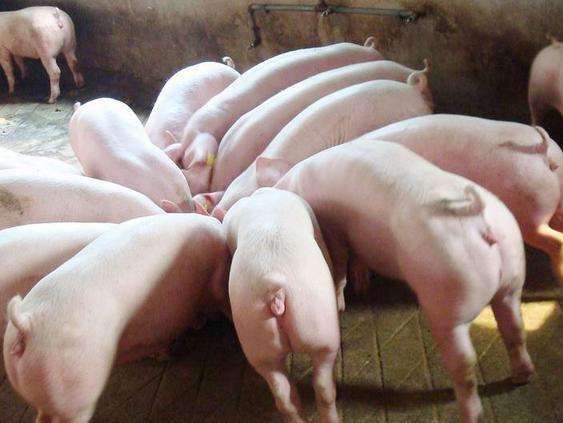 饲养二元母猪有哪些正确的方法？二元母猪饲料配方
