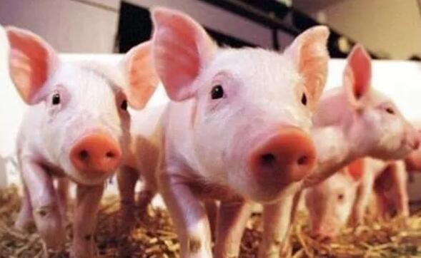 农业和农村事务部:加大支持力度，促进生猪稳定生产和供应
