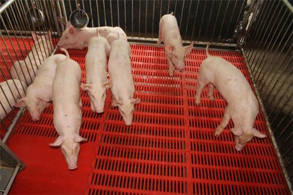 从4月开始，猪的“禁运令”打了，再加上三个有利因素，猪价会反击