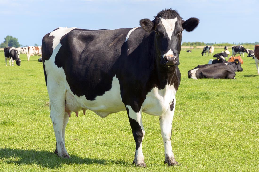 奶牛产奶量低的原因是什么？影响奶牛产奶量的因素有哪些？
