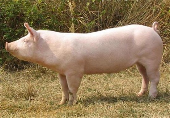 六项措施，促进生猪生产稳定，确保湘潭生猪科学康复，取得良好效果
