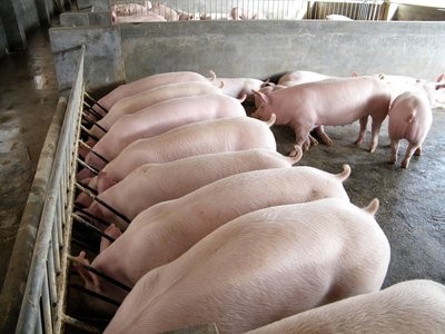 产房是养猪场成败的关键！如何更科学的操作？
