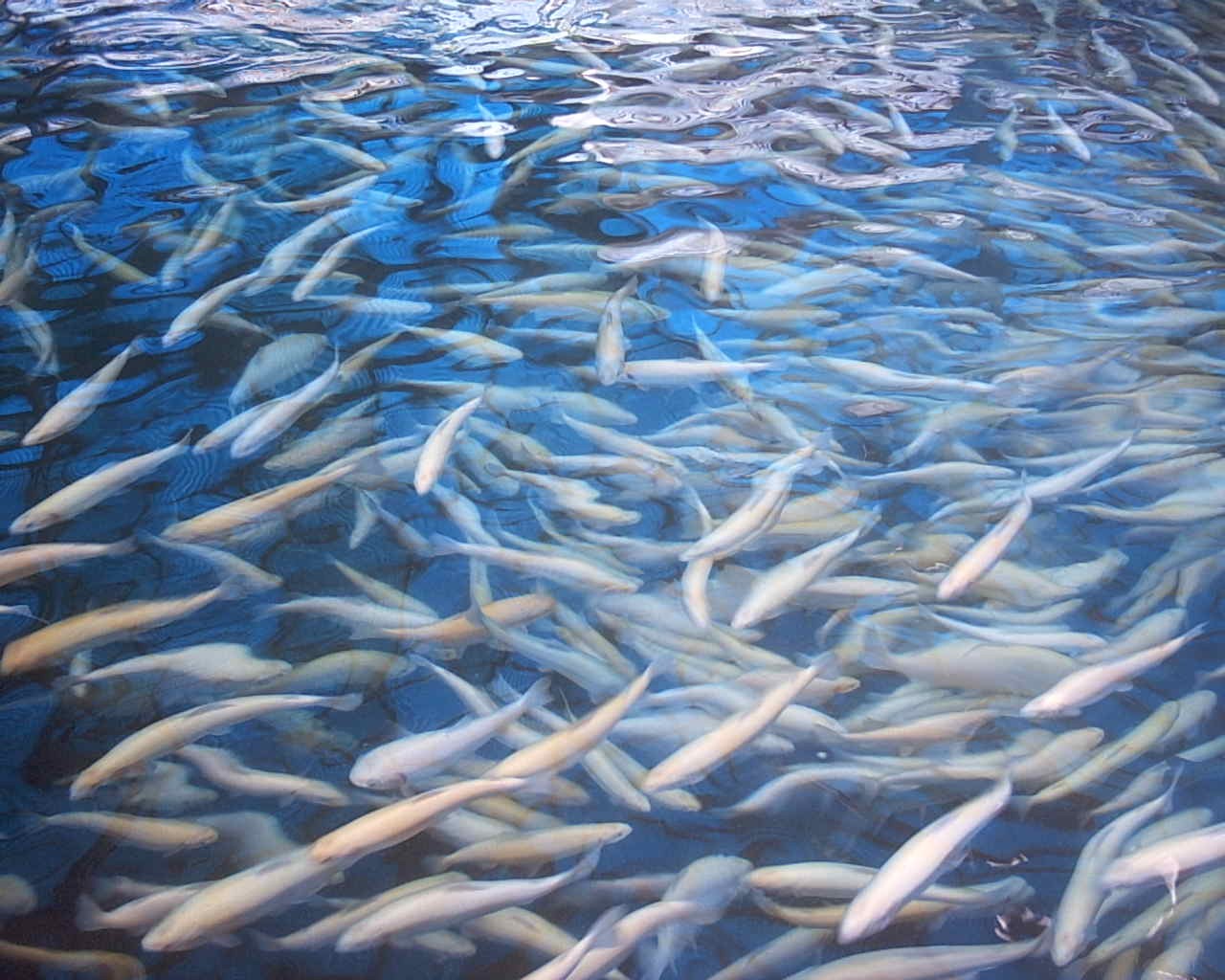 全国“鱼日”主会场预计将在烟台投放数百万条鱼苗
