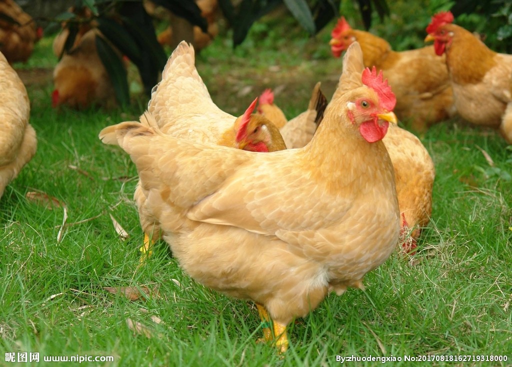 光线和颜色对养鸡有什么影响？如何控制光线和颜色对养鸡的影响
