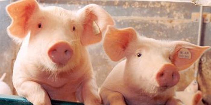 农业和农村事务部要求稳定粮食、生猪等重要农产品的生产和供应，并出台各种扶持政策支持生猪生产
