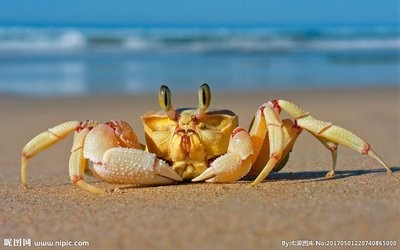 为什么你的蟹壳要小一倍？
