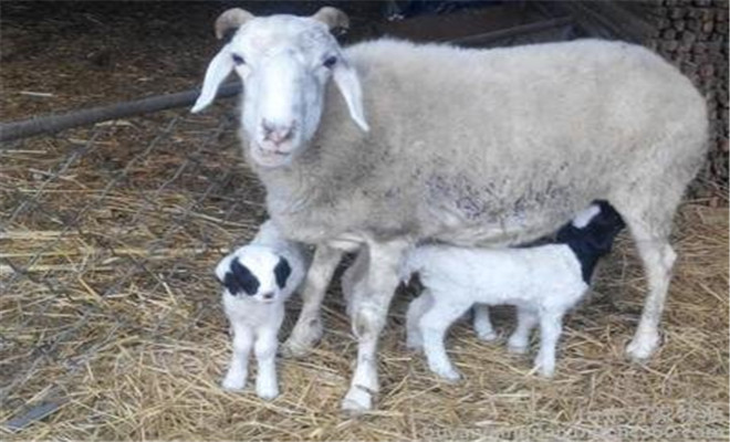 母羊产羔前后如何喂奶