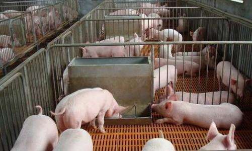 中国生猪产能已经恢复，为什么生猪价格再次飙升？
