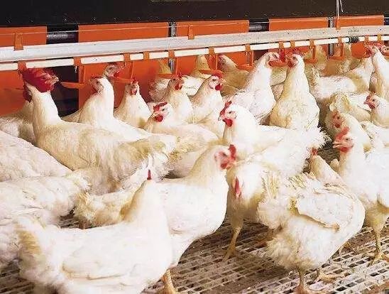 肉鸡怎么才能长得快？肉鸡养殖全程技术！