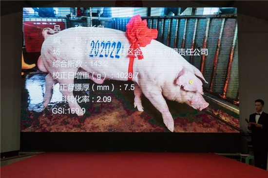 武汉“猪王”诞生，售价4.2万元
