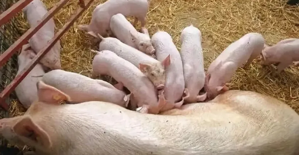 怎么养种猪？种猪的饲养管理技术
