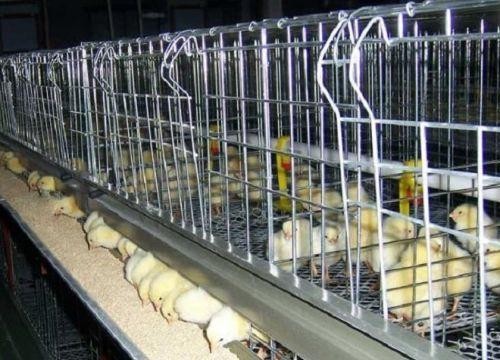 嘉鱼机械化养鸡经验走向全国
