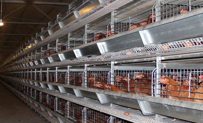 蛋鸡叠笼饲养设备的组成及功能
