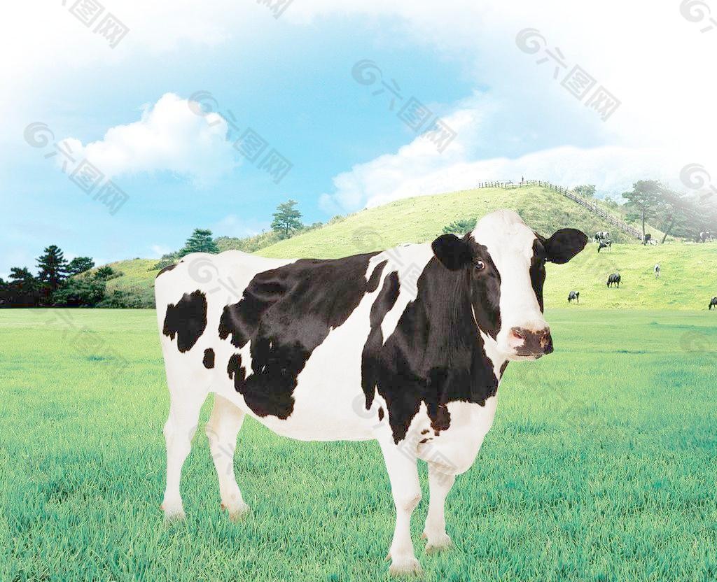 买奶牛需要注意什么？
