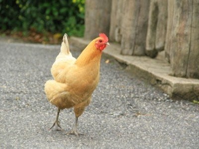 9月10日，CFT鸡评蛋淘汰了蛋毛鸡。价格持续走强，被白羽鸡价格调整所调整
