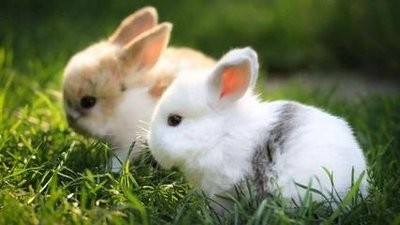 长毛兔怎么了？如何防治长毛兔胎儿？
