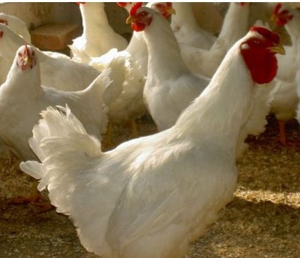 婺源县润海原日屠宰25万只肉鸡的自动化生产线正式投产
