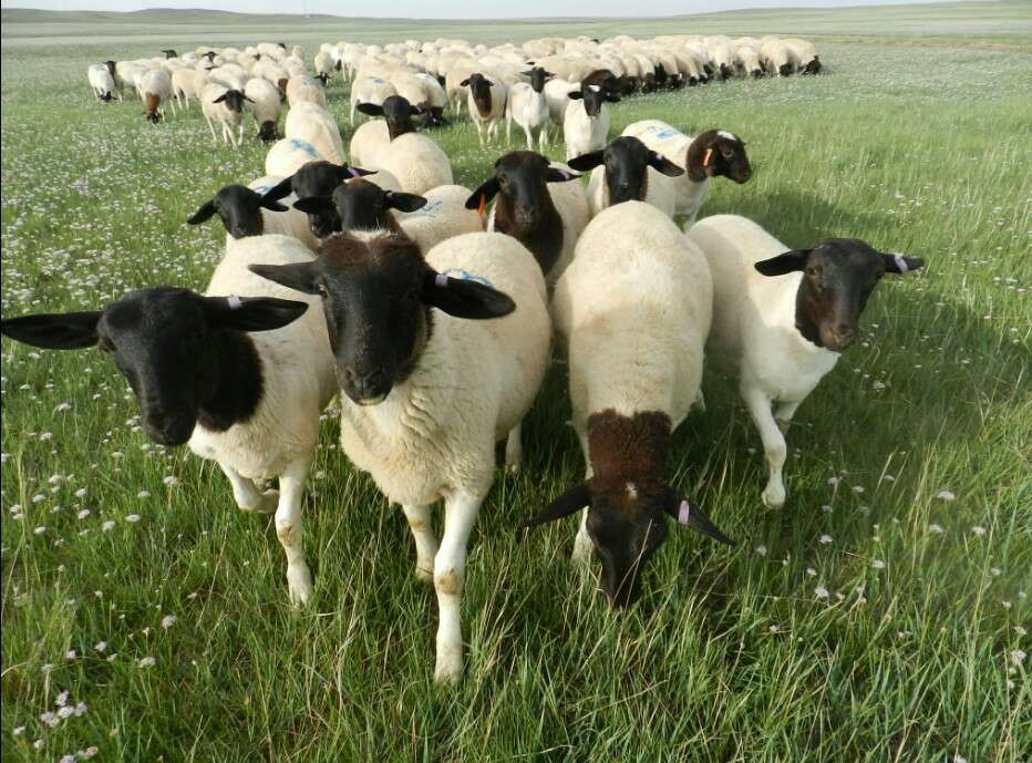春季羊腹泻的原因，羊腹泻的预防措施！
