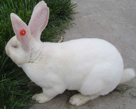 如何提高獭兔毛皮质量？獭兔毛皮的质量鉴定
