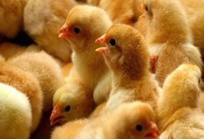 12月3日，CFT鸡评蛋淘鸡，白羽鸡和肉鸡价格大幅波动
