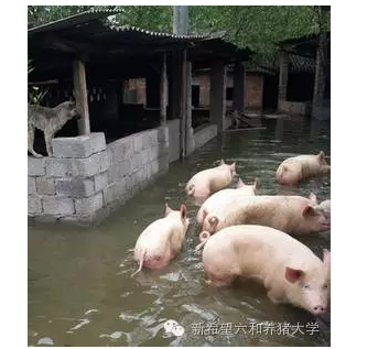 养猪场面对暴雨该怎么办？
