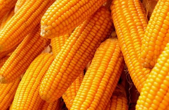 “以粮代饲”试验区全玉米青贮品质全面提高
