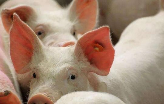 “恢复生猪生产”成为两会农业热点。猪周期拐点来了吗？
