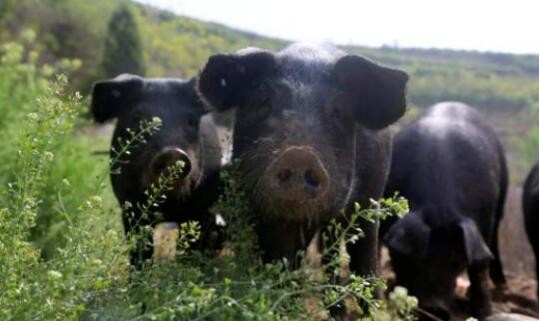 “福利养殖”——养猪更安全的利润点
