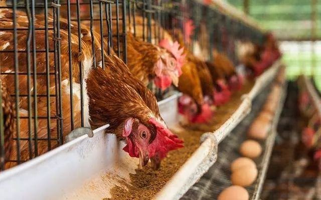 全球猪荒对蛋鸡行业有多大好处？！！
