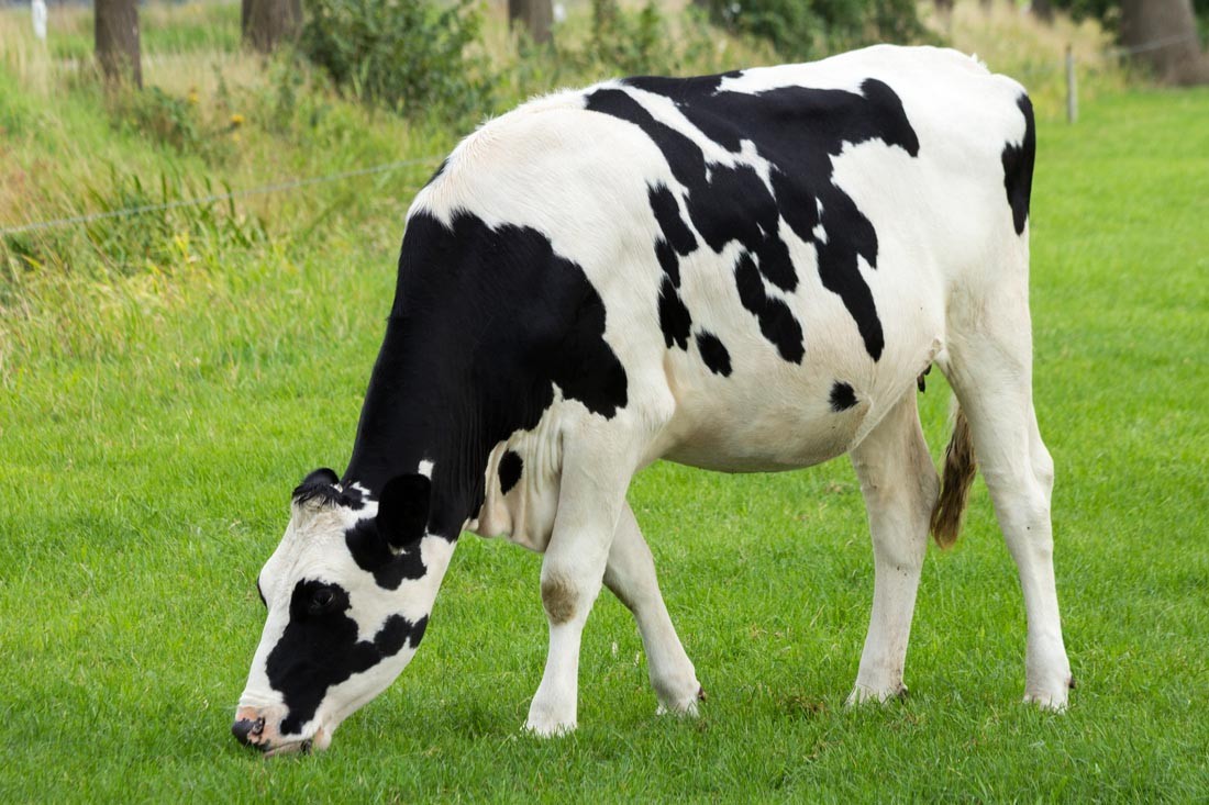 呼和浩特市乳业扶贫专家组成员对土左旗奶牛场进行了技术指导
