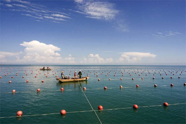 天津市财政支持恢复渔业生产1500多万元
