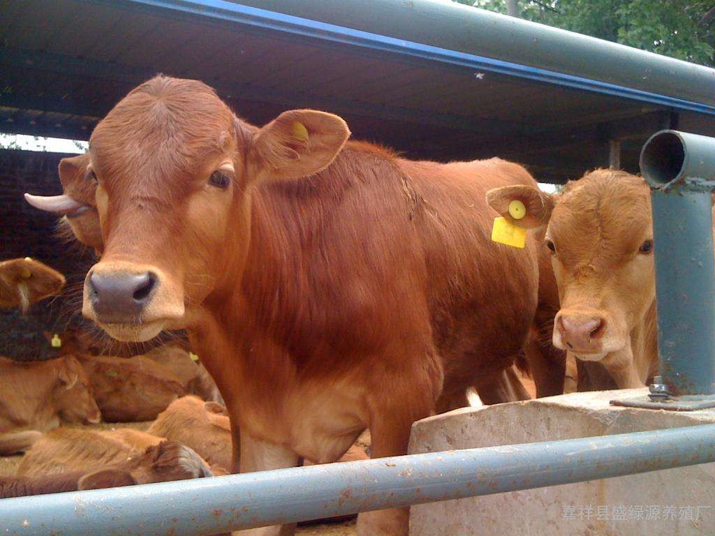 黄牛的饲养管理，如何保护健康，预防疾病？
