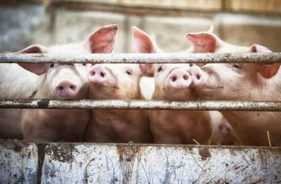 猪食比下降了30%。猪肉的概念红利正在从养殖端向饲料端过渡
