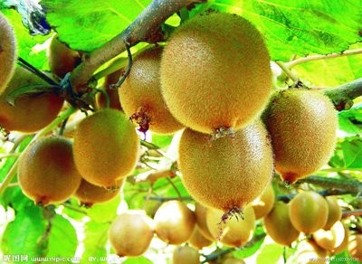 陕西金秋猕猴桃是农民致富的“金果”
