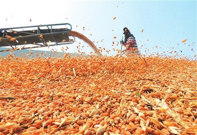 国家粮食局:今年夏粮收购呈现“双好双优”
