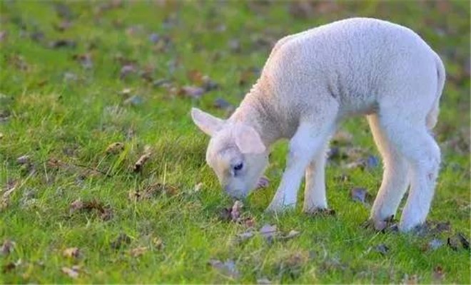 羔羊冬季高效繁殖技术
