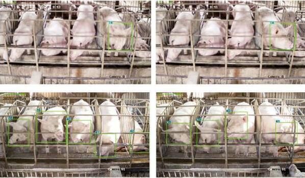 人工智能收集猪的表情，智能大脑帮助“云农业”

