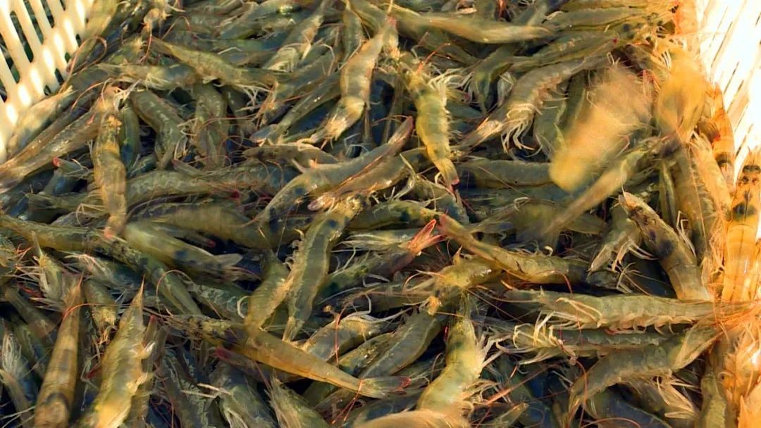 新疆:乌苏当地的鲜虾市场深受消费者喜爱
