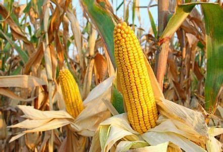 全球口粮供应充足，玉米、大豆还是目前的生产和需求缺口
