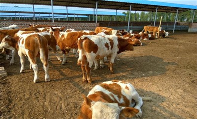 育肥牛的饲养方法
